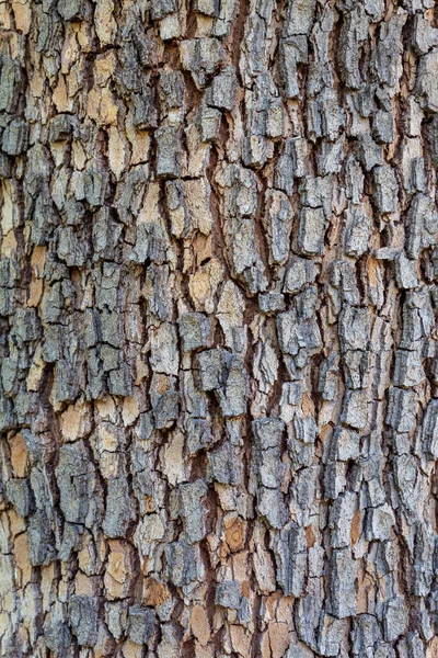 エンボス加工の木を閉じる 樹皮テクスチャの背景 — ストック写真