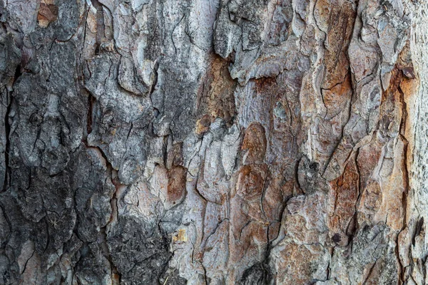 Close Wytłaczane Tło Tekstury Kory Drzewa — Zdjęcie stockowe