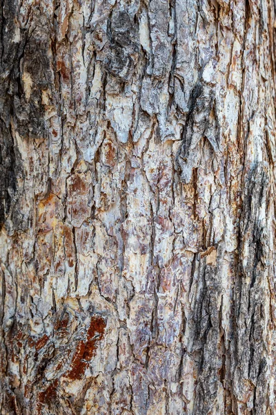 Närbild Präglade Träd Bark Textur Bakgrund — Stockfoto