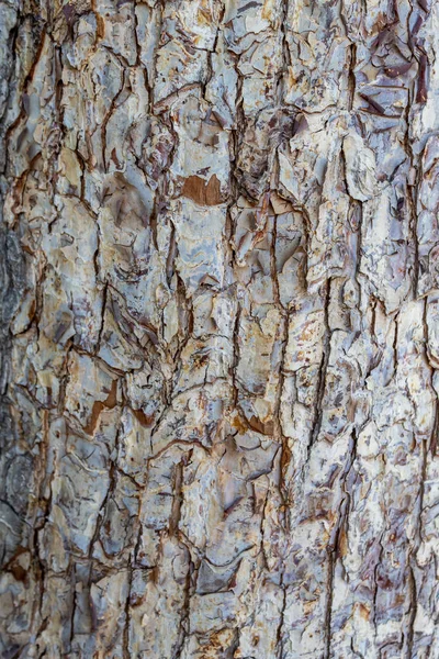 Close Embossed Tree Bark Texture Background — Stock Photo, Image