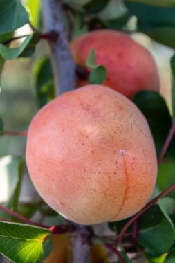 Olgun meyveli kayısı dalı