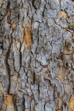 Closeup Embossed Tree Bark Texture Background