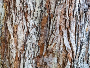 Closeup Embossed Brownish Tree Bark Texture Background