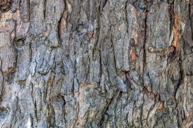 Closeup Embossed Brownish Tree Bark Texture Background