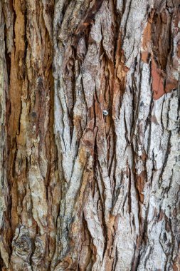 Closeup Embossed Brownish Tree Bark Texture Background
