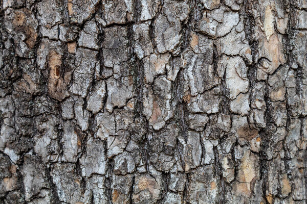 Closeup Embossed Tree Bark Texture Background
