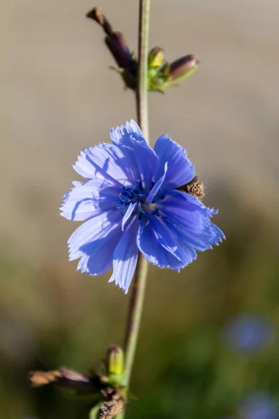 Mooie Blauwe Wilde Bloem Tegen Wazig Achtergrond — Stockfoto