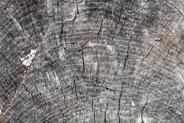 Grayish Old Weathered Cracked Wood Texture