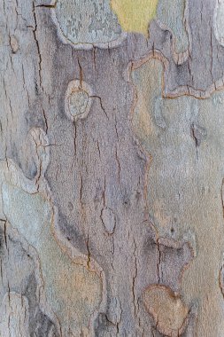 Close Up Landon Tree Bark Texture