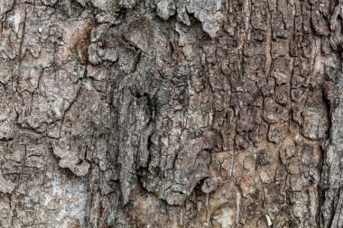 Tree Bark Texture For Background or Overlay