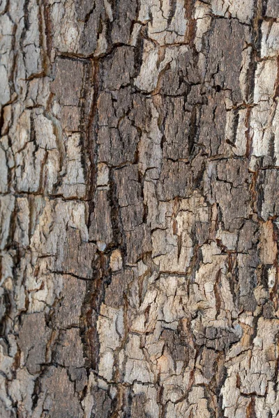 Tree Bark Texture Background Overlay — Stok fotoğraf