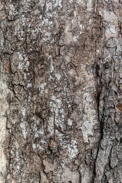 Tree Bark Texture Background Overlay — 图库照片