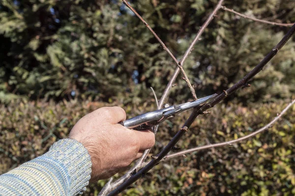 Man Hand Pruning Gunting Cutting Sweet Cherry Tree Winter Pruning — Stok Foto