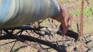 Man Cutting Branches on Cherry Tree - Winter Pruning