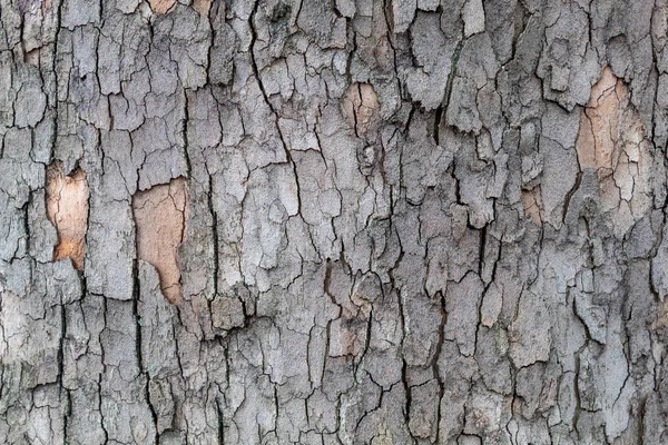 Closeup Embossed Tree Bark Texture Background — 스톡 사진