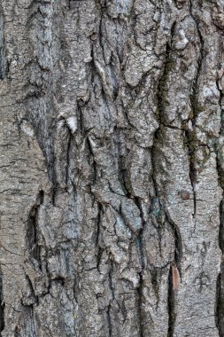 Closeup Tree Bark Texture Background