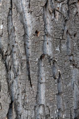 Closeup Tree Bark Texture Background