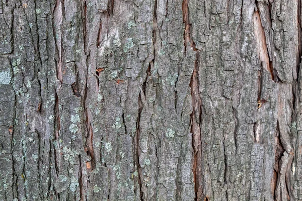 Closeup Tree Bark Texture Background — ストック写真