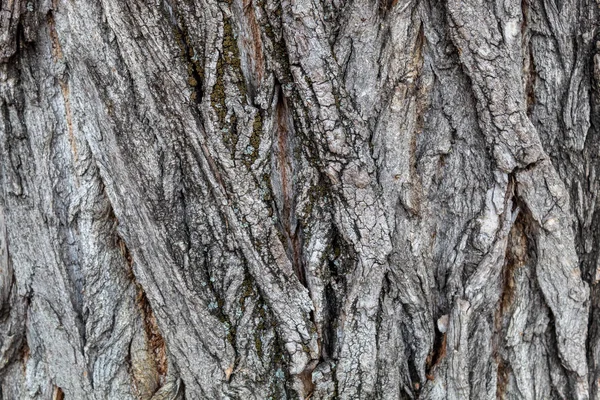 Pozadí Closeup Tree Bark Textury — Stock fotografie