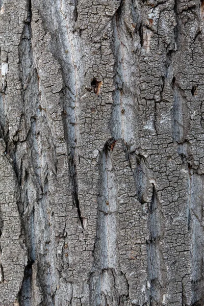 Zbliżenie Tree Bark Tekstury Tła — Zdjęcie stockowe