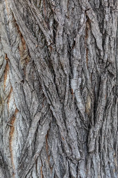 Closeup Tree Bark Texture Background — Stockfoto
