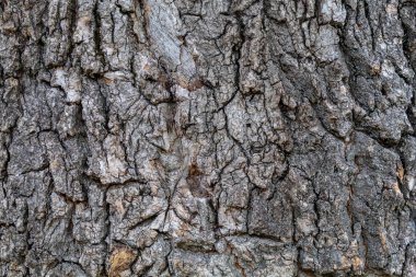 Yakın plan Gri Ağaç Kabuğu dokusu Arka plan ve Üstüste koymak için kullanışlı