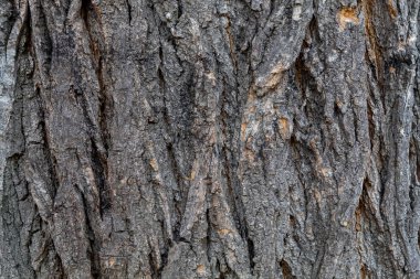 Yakın plan Gri Ağaç Kabuğu dokusu Arka plan ve Üstüste koymak için kullanışlı
