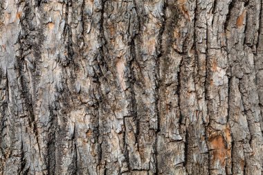 Yakın plan Kahverengimsi Ağaç Kabuğu dokusu Arkaplan ve Üstüste koymak için kullanışlı