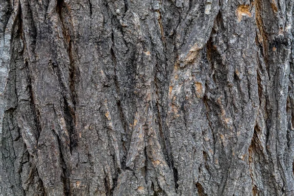 适用于背景及覆盖的布景灰树树皮结构 — 图库照片