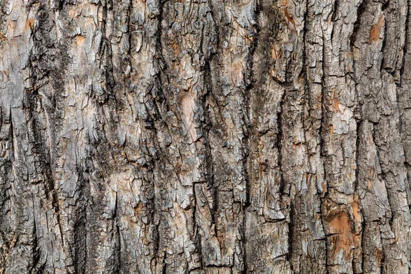 Closeup Brownish Tree Bark Texture Useful Background Overlay — Stock Photo, Image