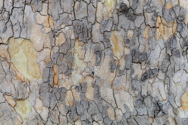 Старомодная Разноцветная Текстура Коры Деревьев — стоковое фото