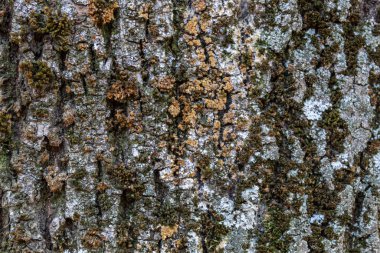 Closeup Tree Bark Texture Background