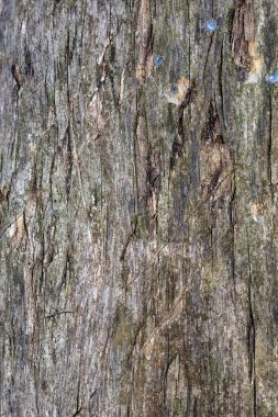 Eskimiş Çatlamış Ahşap Doku