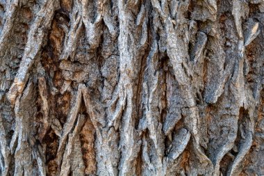 Closeup Embossed Tree Bark Texture Background