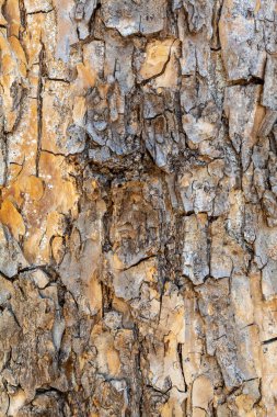 Closeup Embossed Tree Bark Texture Background