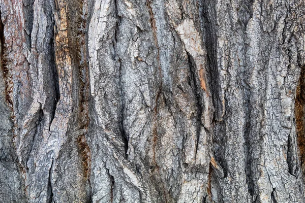 Närbild Träd Bark Textur För Bakgrund Eller Överlägg — Stockfoto