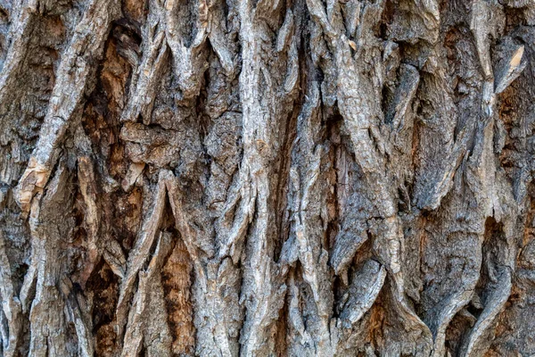 Closeup Embossed Tree Bark Texture Background — 图库照片