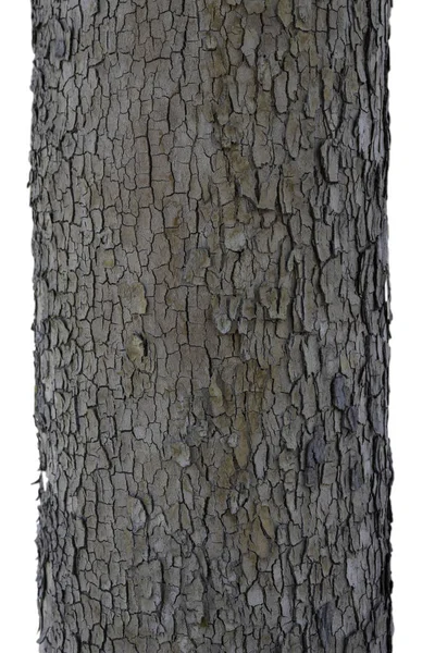 白地に隔離された木の樹皮のテクスチャ — ストック写真