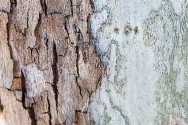 Ağaç kabuğu dokusu arka kapatmak