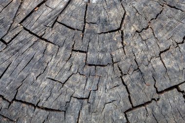 Çatlak Kesik Ahşap Doku