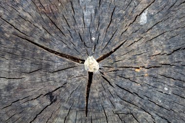 Çatlak Kesik Ahşap Doku