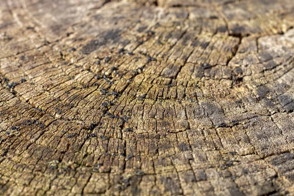 Close Old Weathered Brownish Wood Texture — Stock Photo, Image