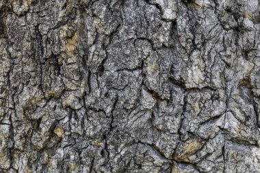 Ağaç kabuğu dokusu arka kapatmak