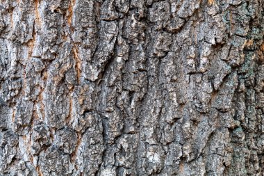 Ağaç kabuğu dokusu arka kapatmak