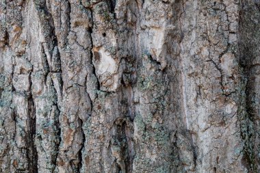 Ağaç kabuğu dokusu arka kapatmak