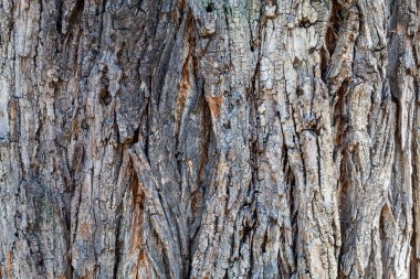 Ağaç kabuğu dokusu arka kapatmak