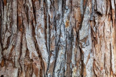 Ağaç kabuğu dokusu arka kapatmak
