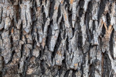 Ağaç kabuğu dokusu arka kapatmak