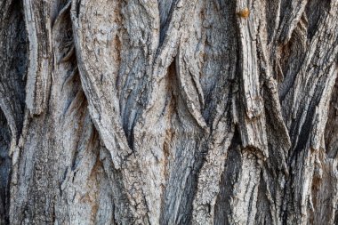 Ağaç kabuğu dokusu arka kapatmak