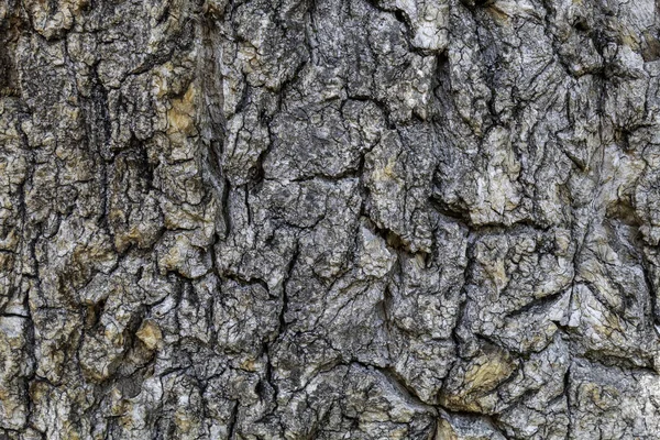 Ağaç kabuğu dokusu arka kapatmak